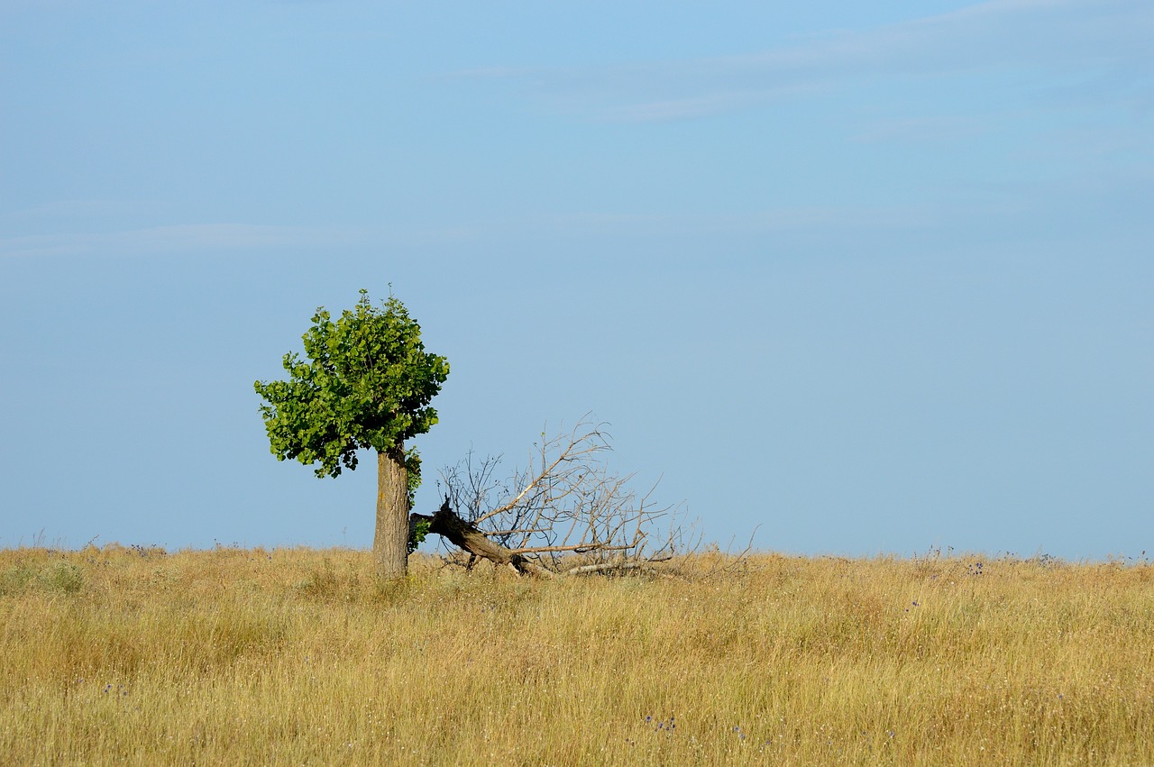 tree-2712562_1280
